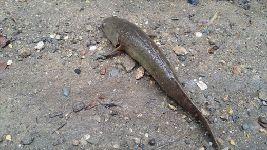 fish 